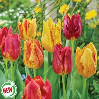 Shocking Tulip Thumbnail